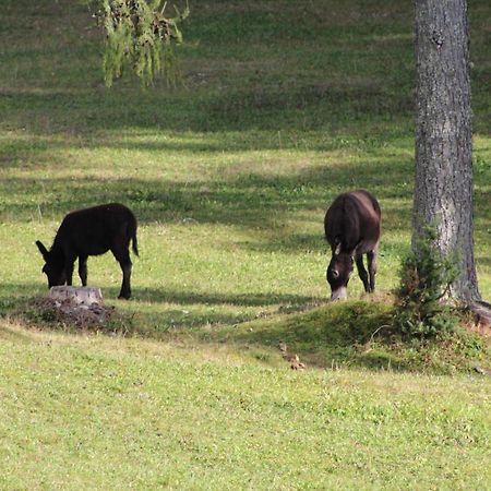 Planinska Hisica Pod Macesni - Bohinj Βίλα Srednja Vas v Bohinju Εξωτερικό φωτογραφία